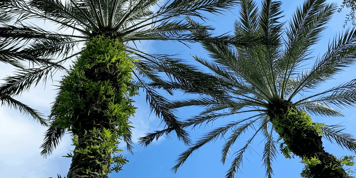 Sumwin’s 3-MCPDE & GE Solution for Palm Oil