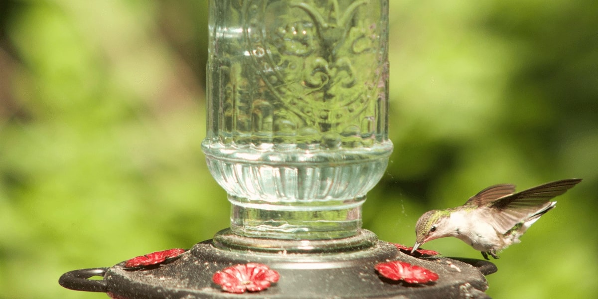 Auto-Feeders in Vannamei Culture
