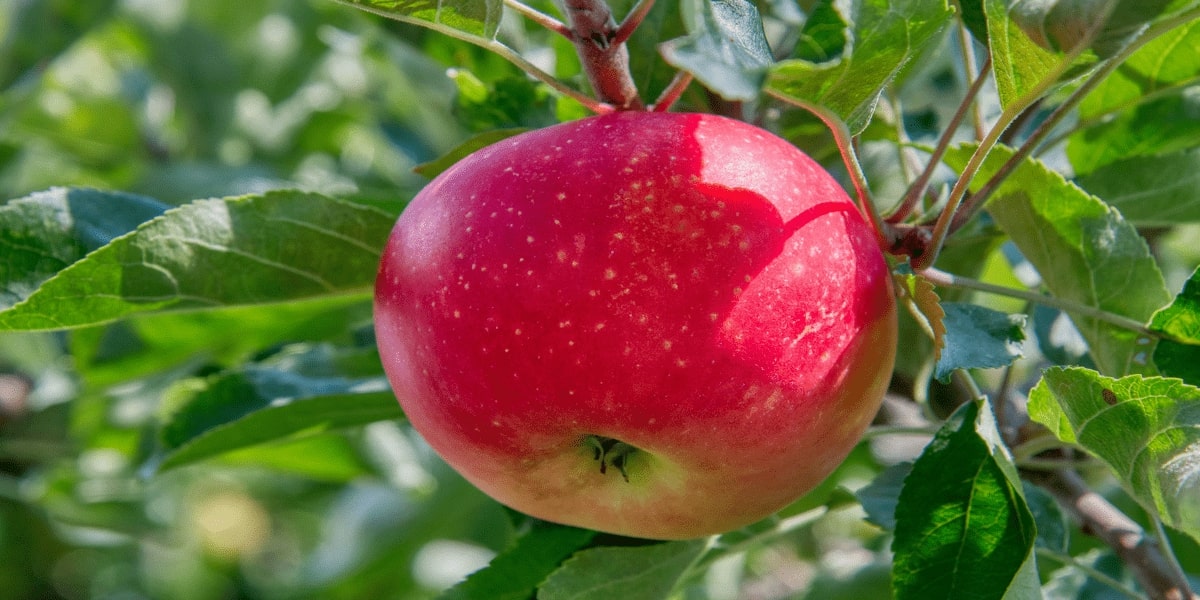 How Knowledge Ridge Enabled a Big 5 Consulting Firm Get First-Hand Insights Into Food and Agriculture Arena in India